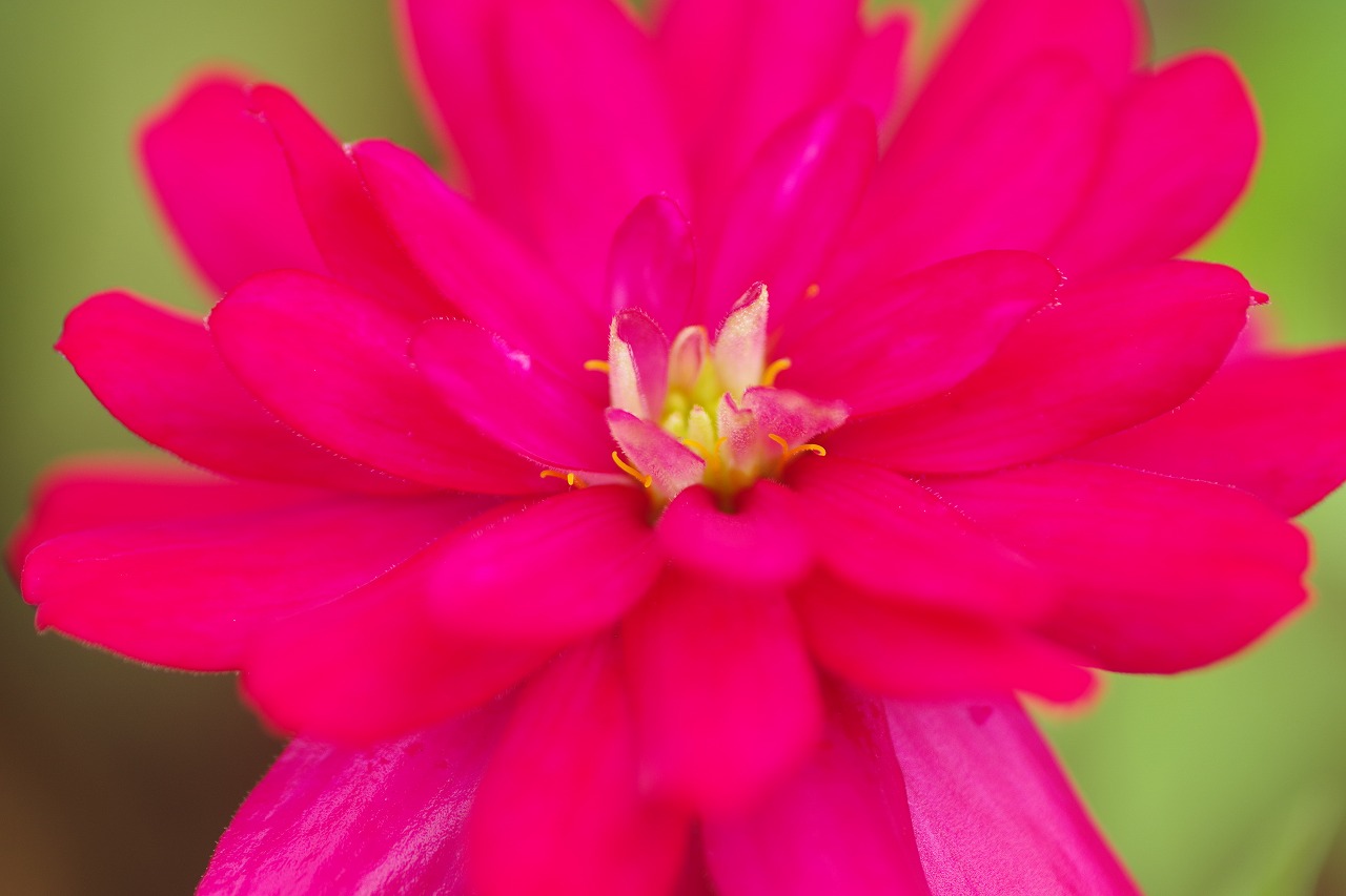 群馬県前橋市の群馬フラワーパーク