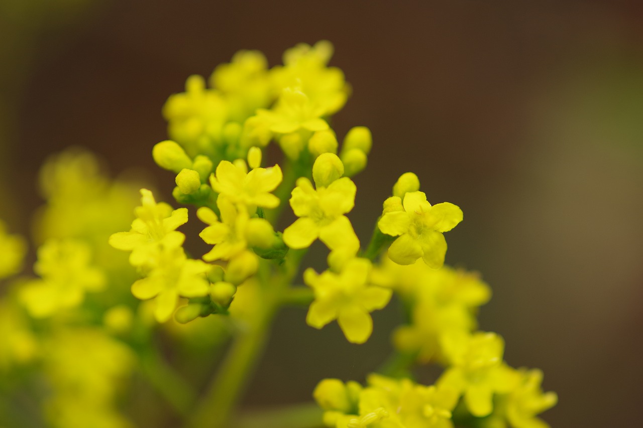 群馬県前橋市の群馬フラワーパーク