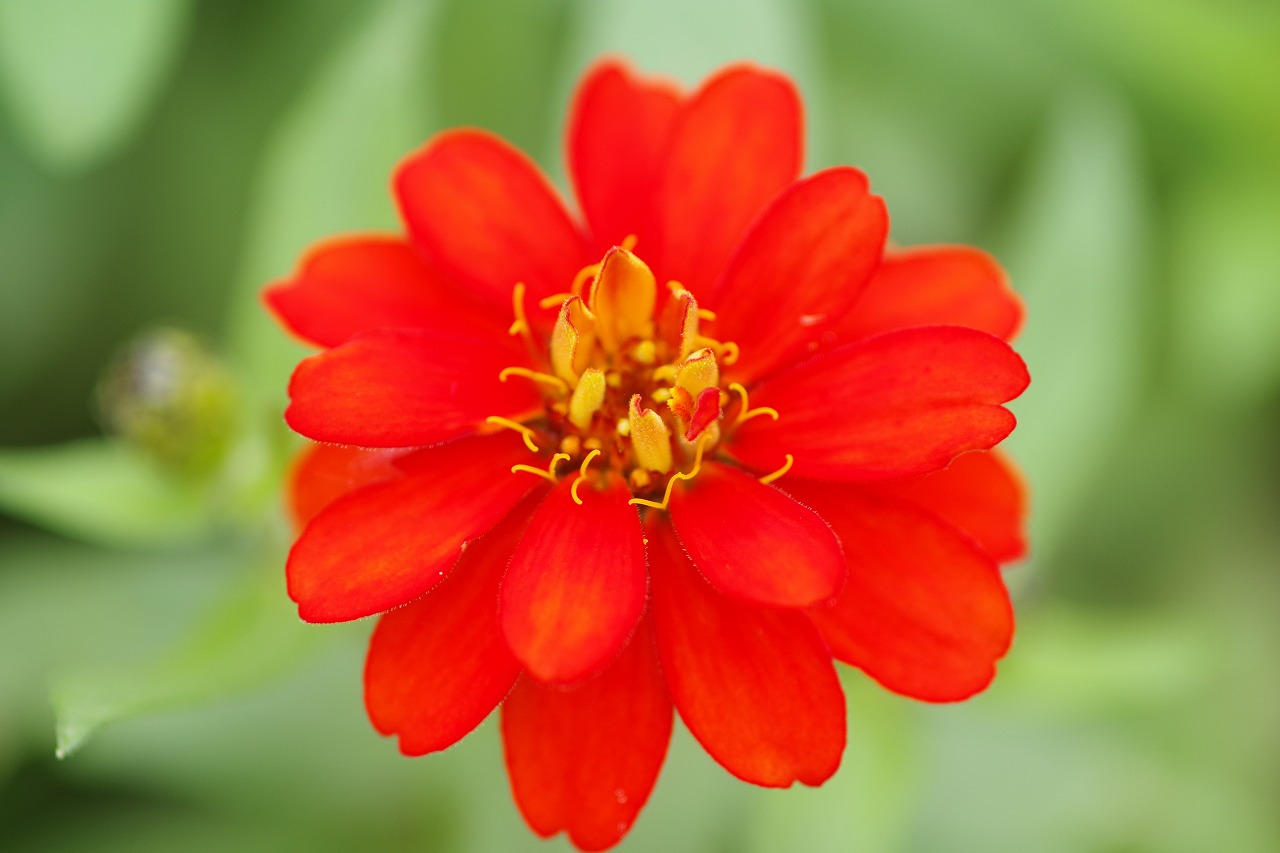 群馬県前橋市の群馬フラワーパーク