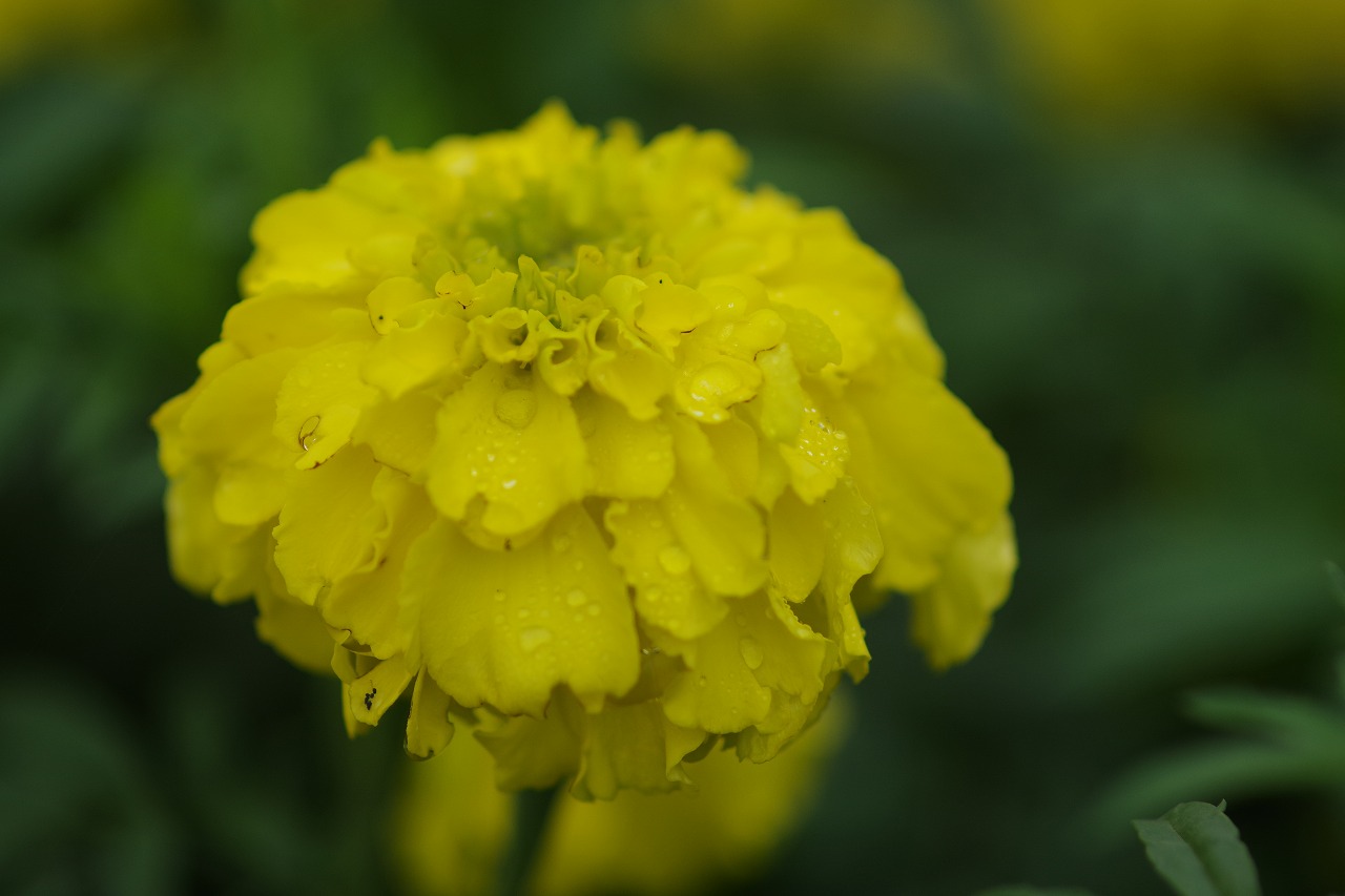 群馬県前橋市の群馬フラワーパーク