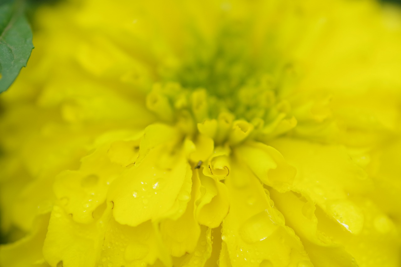 群馬県前橋市の群馬フラワーパーク