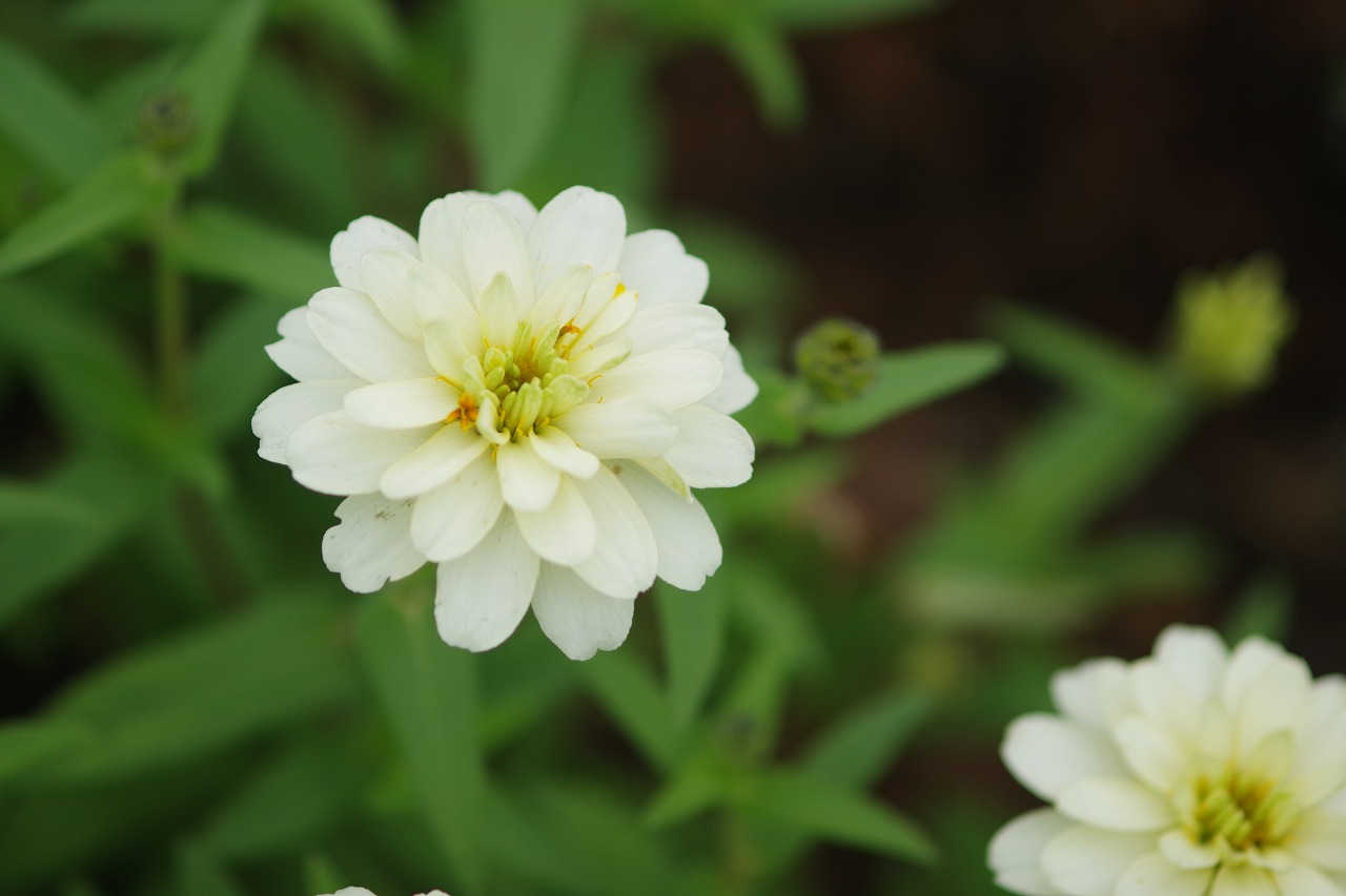 群馬県前橋市の群馬フラワーパーク