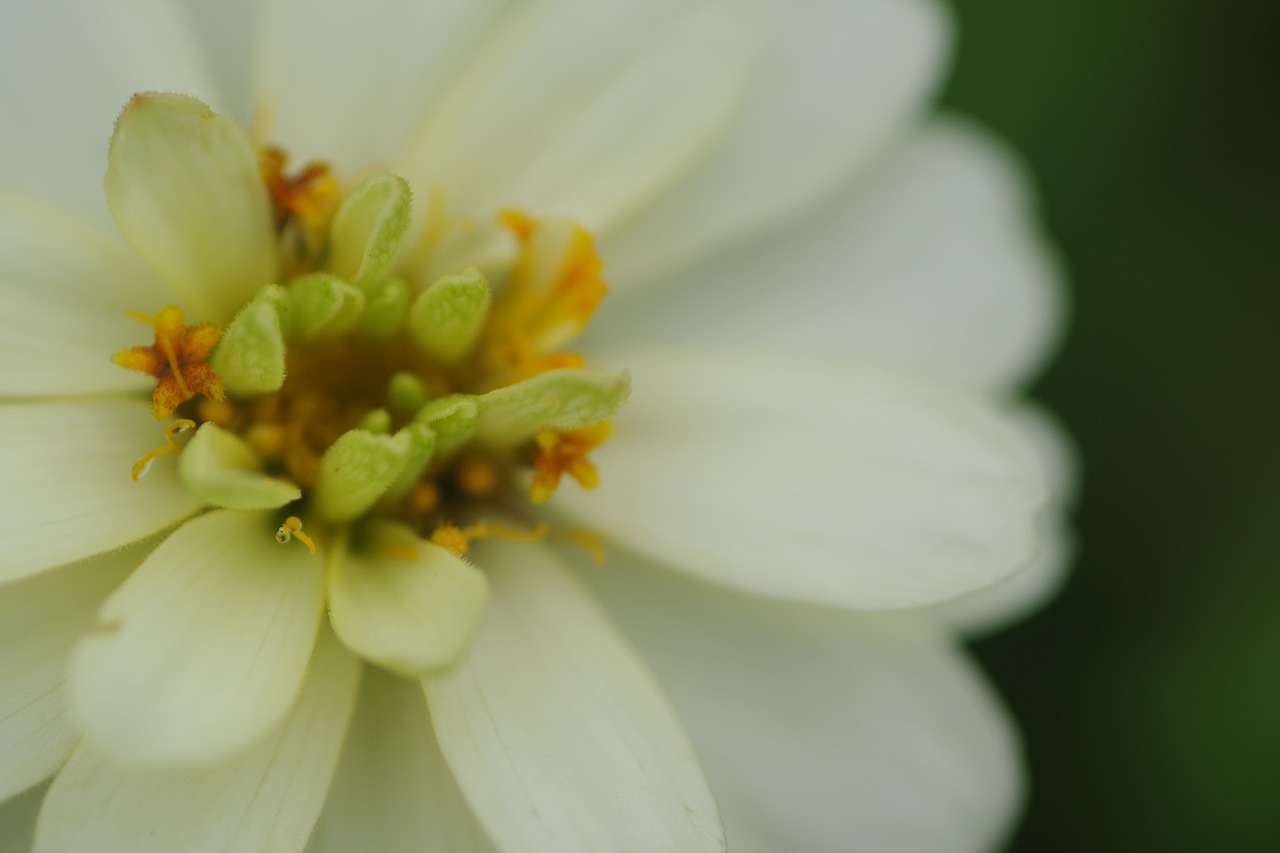 群馬県前橋市の群馬フラワーパーク