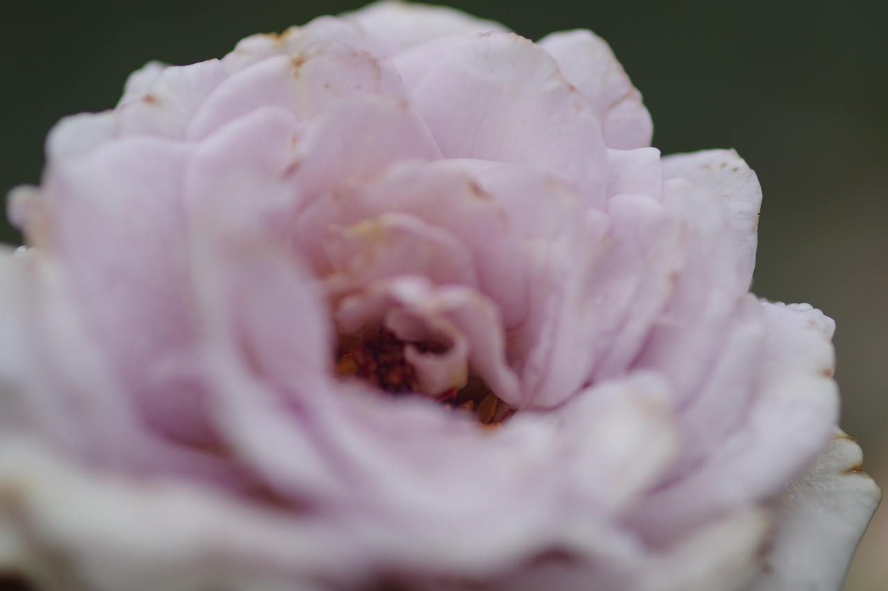 群馬県前橋市の群馬フラワーパーク