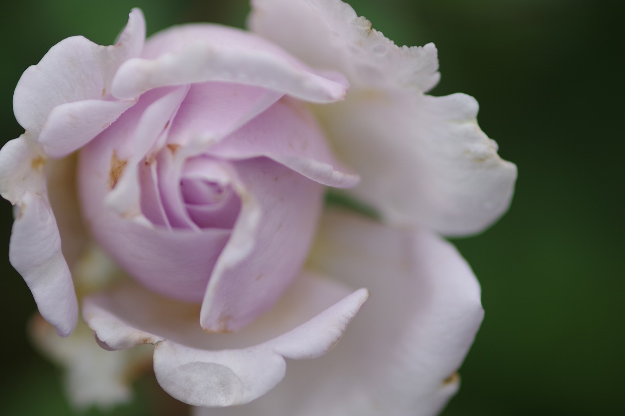群馬県前橋市の群馬フラワーパーク