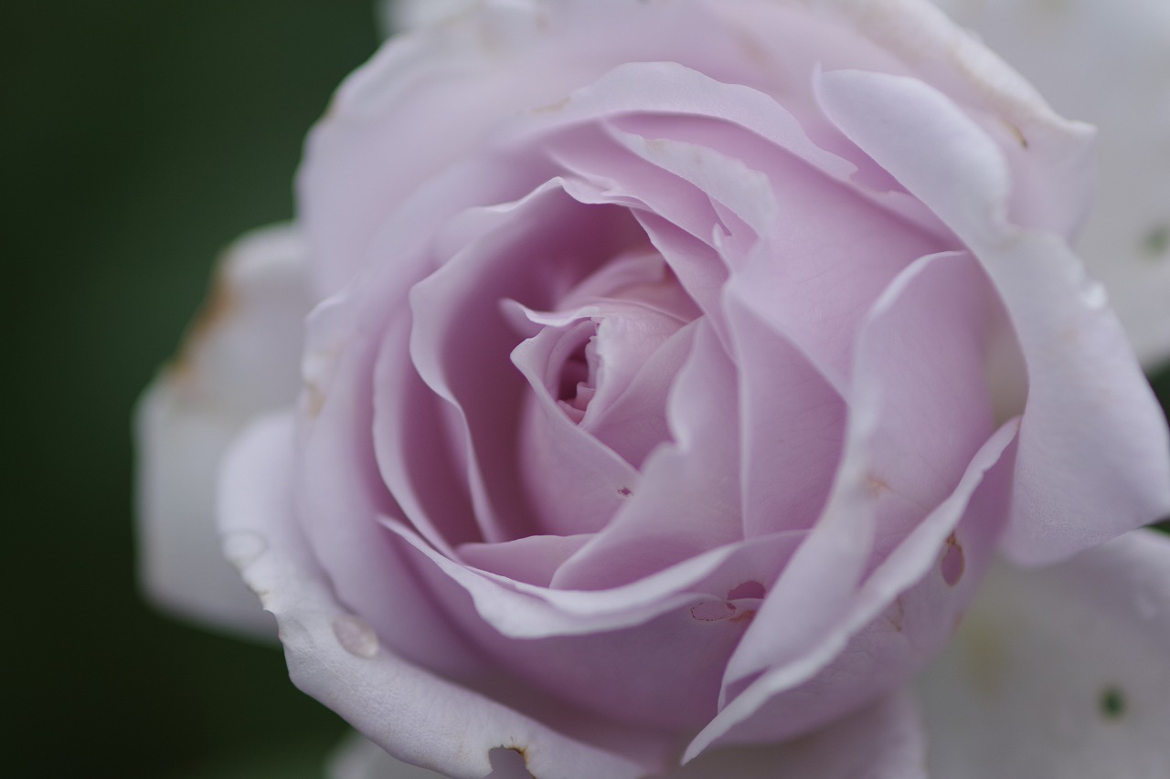 群馬県前橋市の群馬フラワーパーク