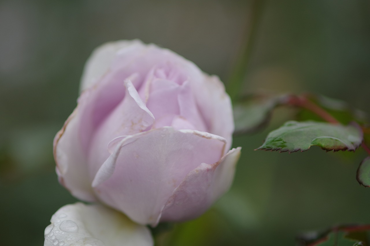 群馬県前橋市の群馬フラワーパーク