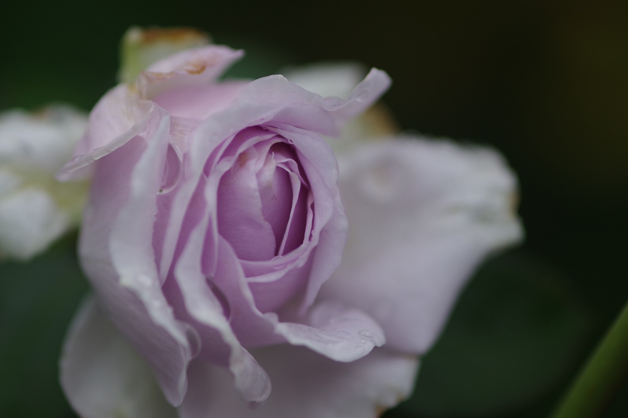 群馬県前橋市の群馬フラワーパーク