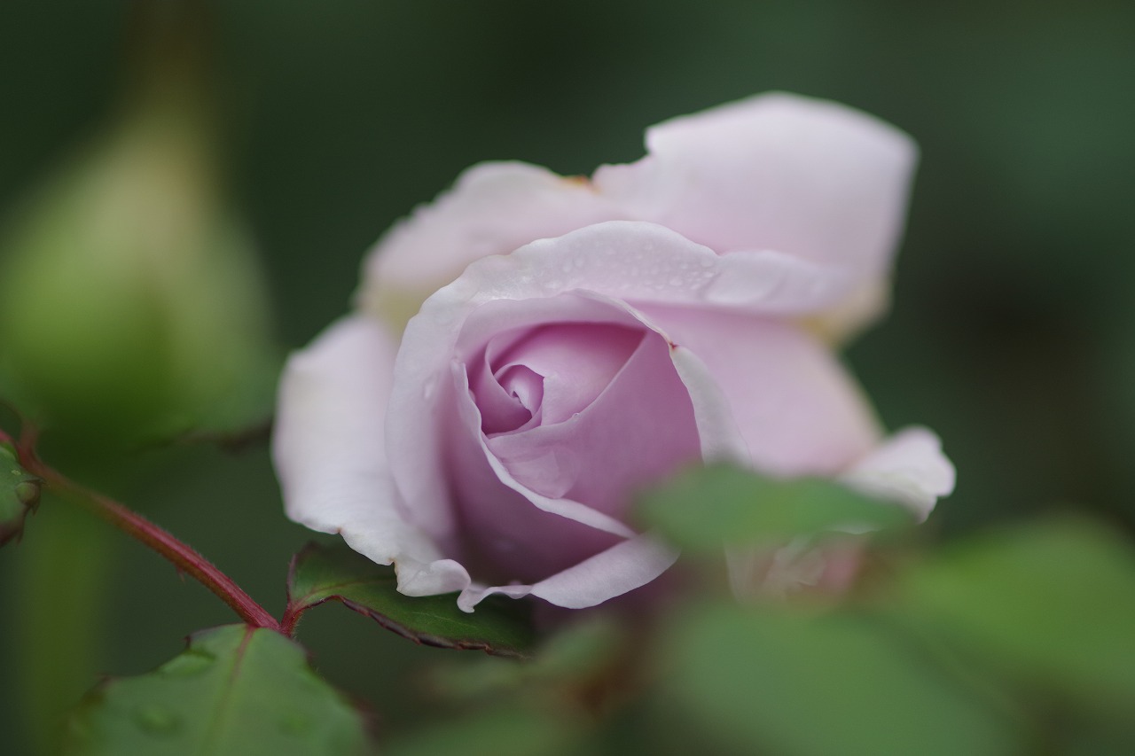 群馬県前橋市の群馬フラワーパーク