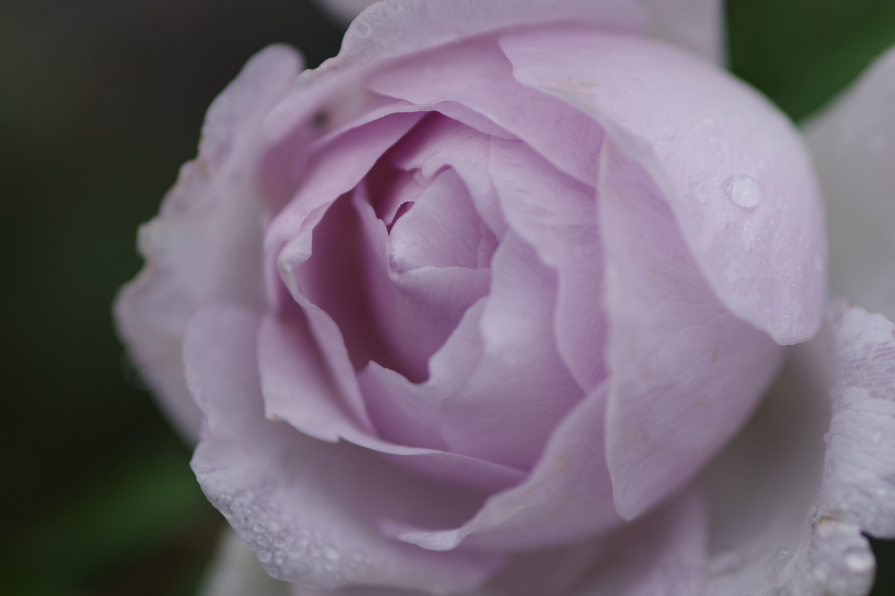 群馬県前橋市の群馬フラワーパーク