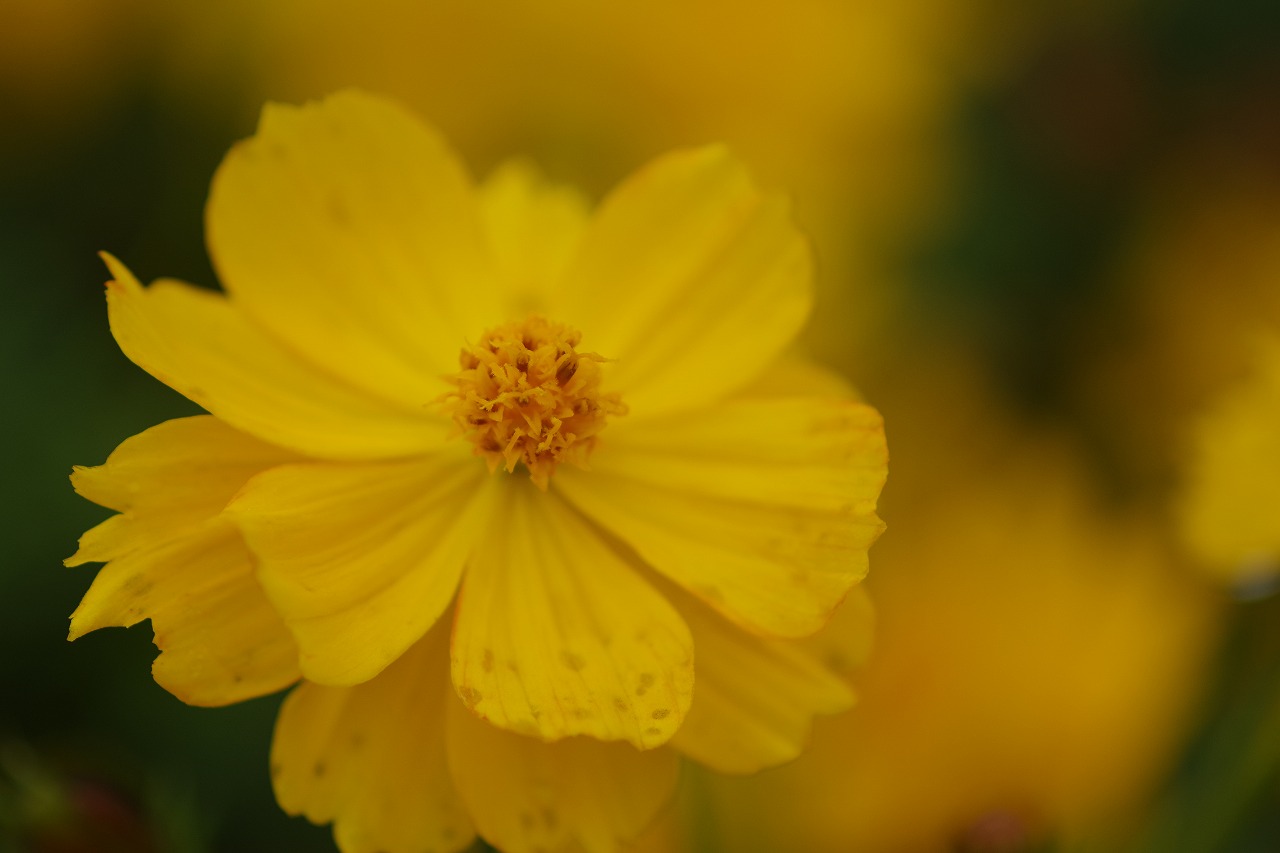 群馬県前橋市の群馬フラワーパーク