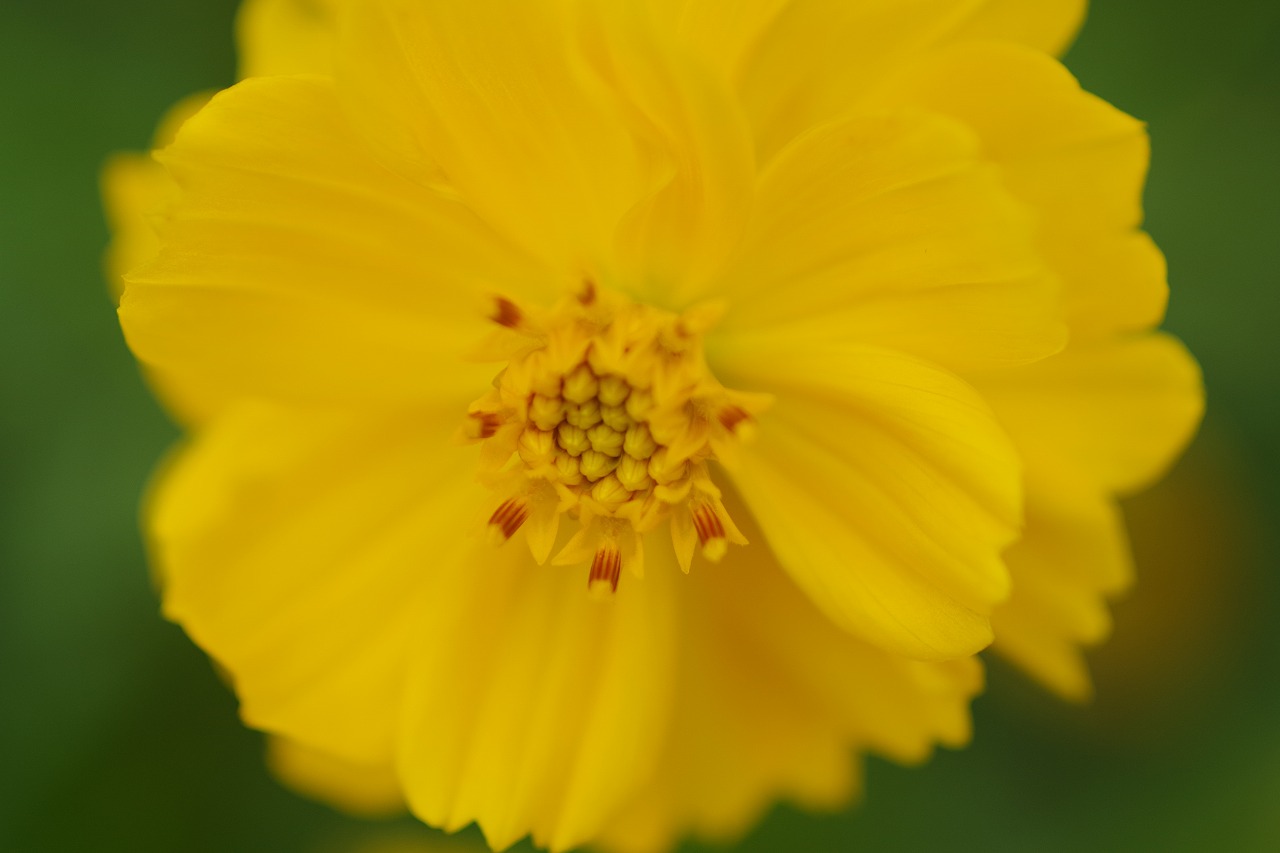 群馬県前橋市の群馬フラワーパーク