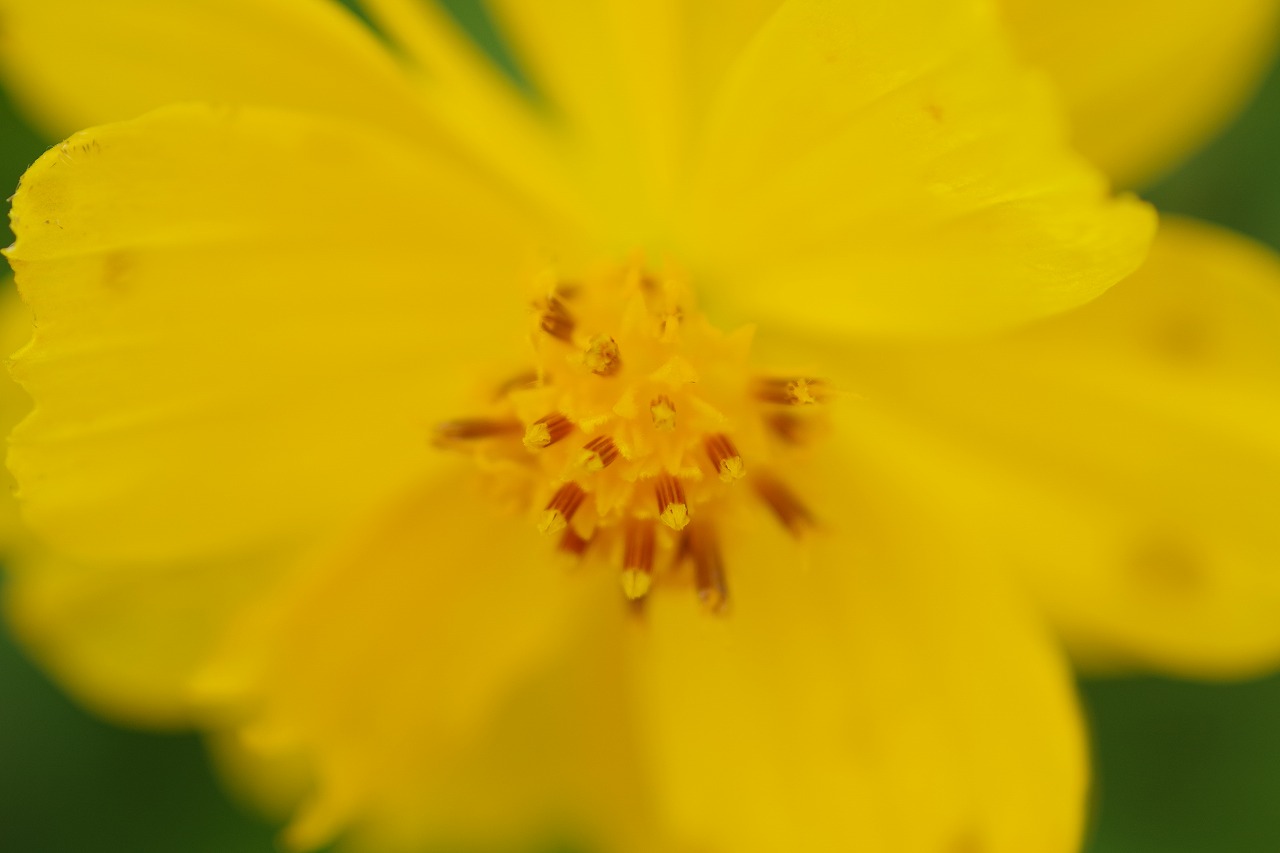 群馬県前橋市の群馬フラワーパーク
