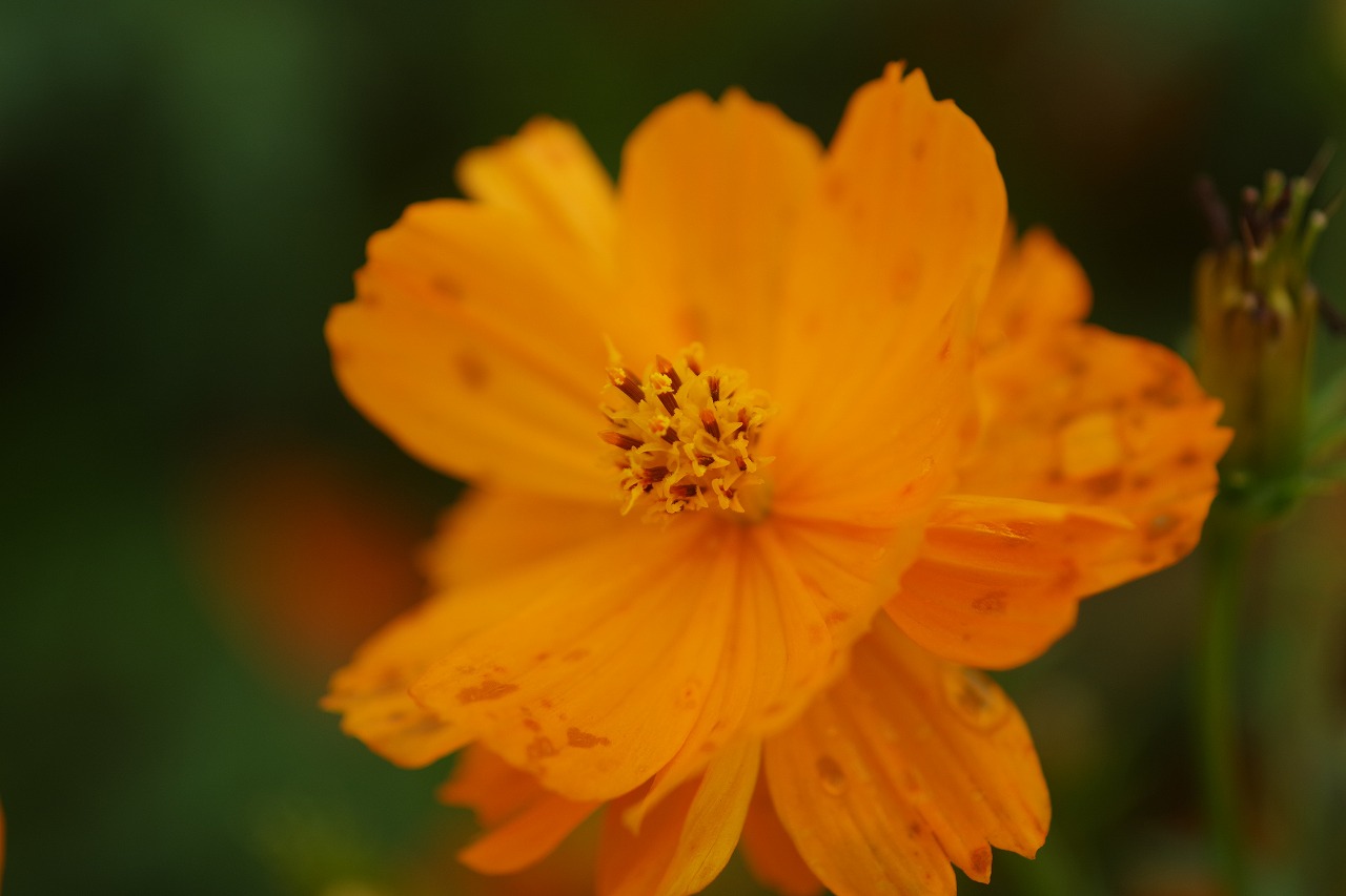 群馬県前橋市の群馬フラワーパーク