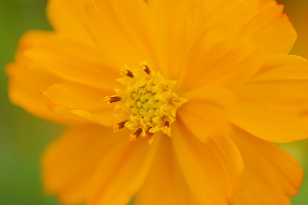 群馬県前橋市の群馬フラワーパーク