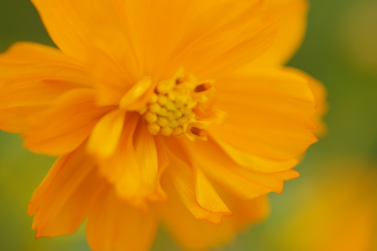 群馬県前橋市の群馬フラワーパーク