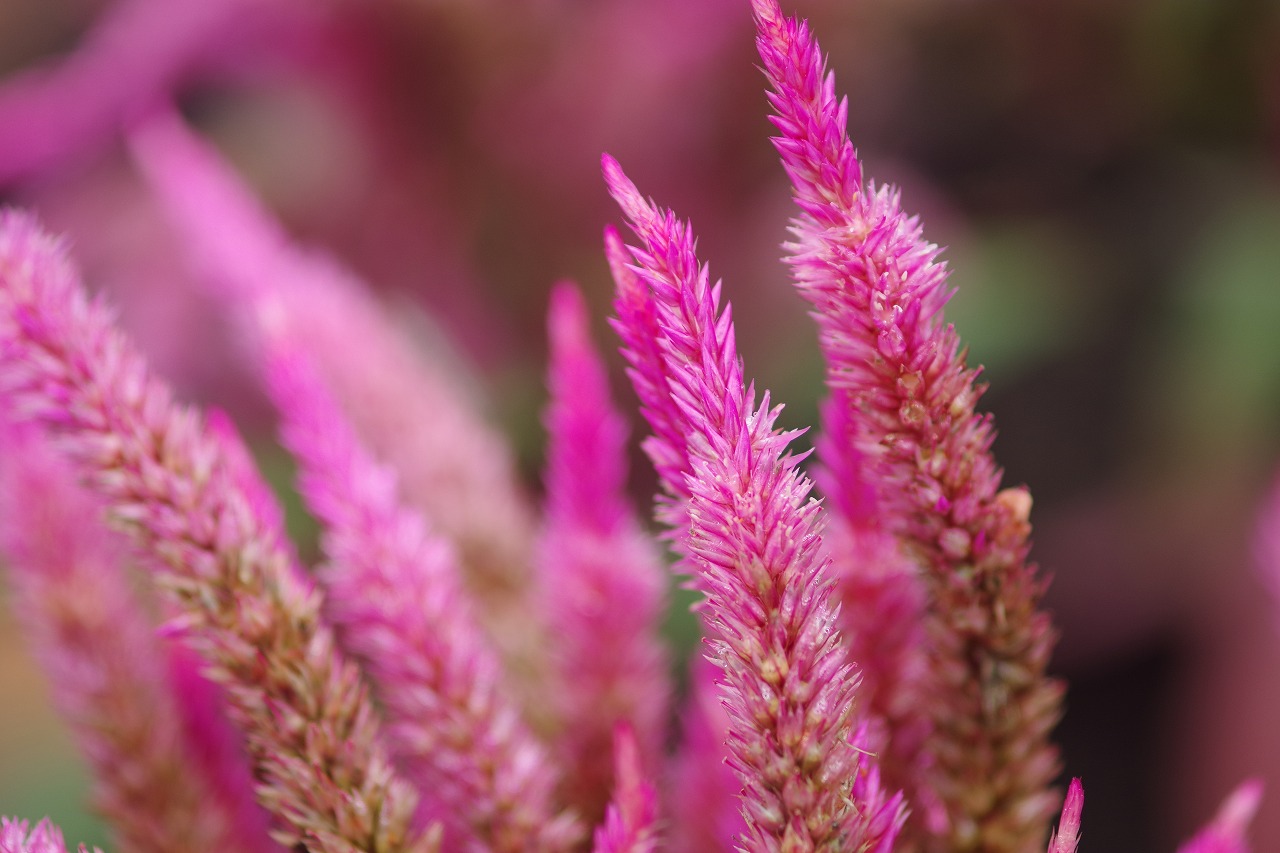 群馬県前橋市の群馬フラワーパーク