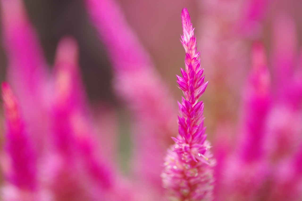 群馬県前橋市の群馬フラワーパーク