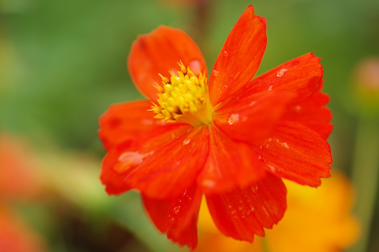 群馬県前橋市の群馬フラワーパーク