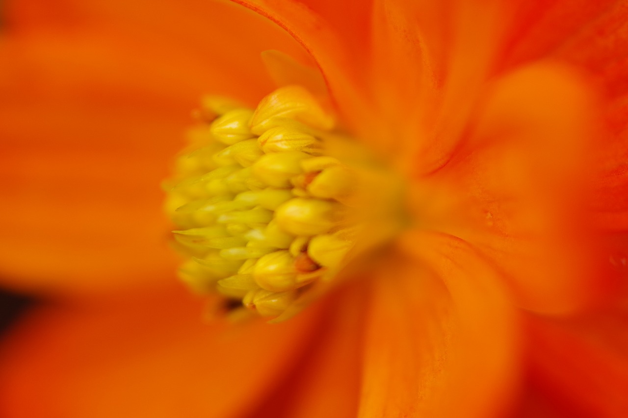 群馬県前橋市の群馬フラワーパーク