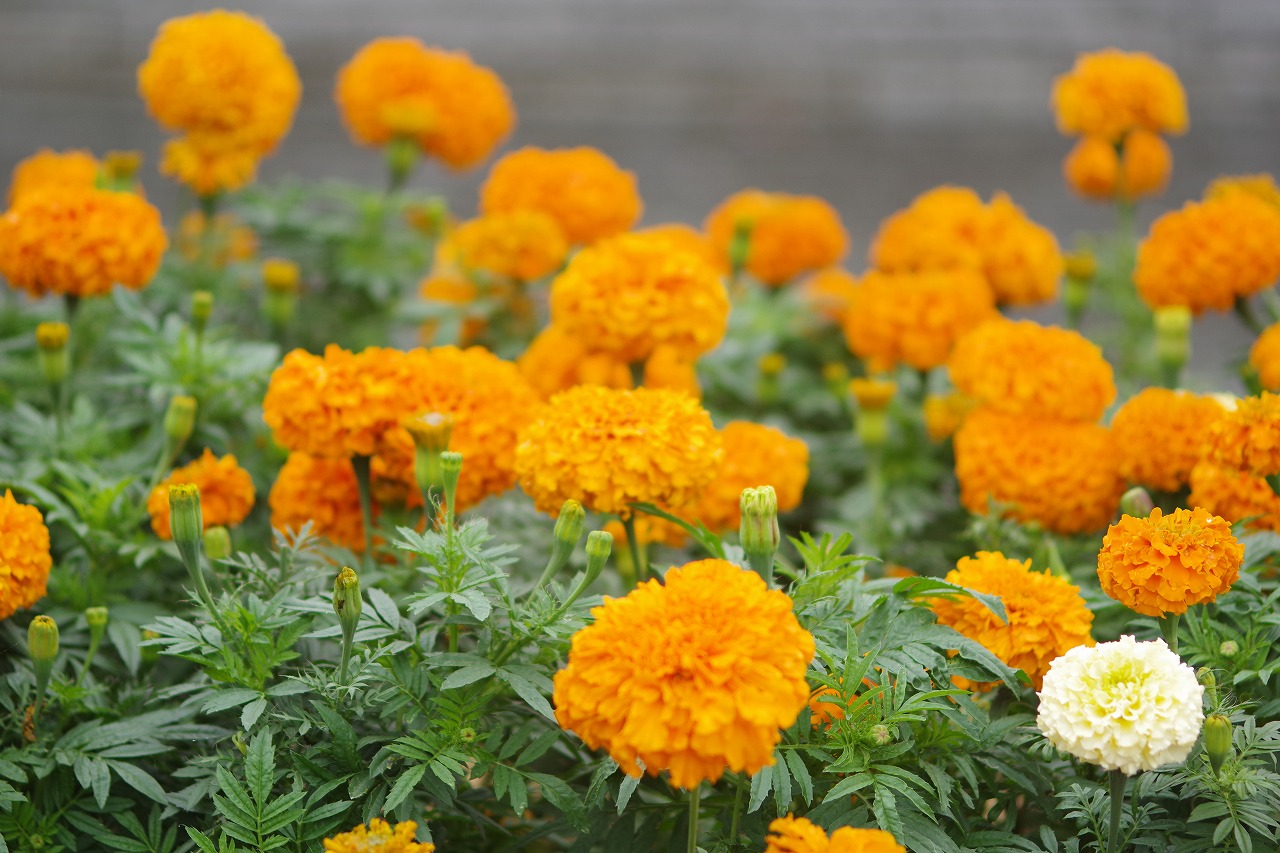 群馬県前橋市の群馬フラワーパーク