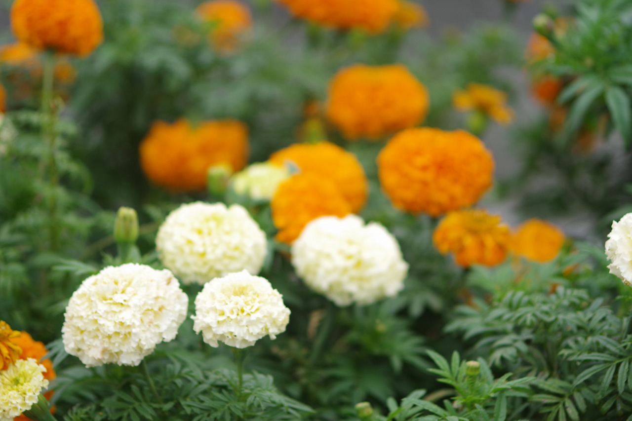 群馬県前橋市の群馬フラワーパーク