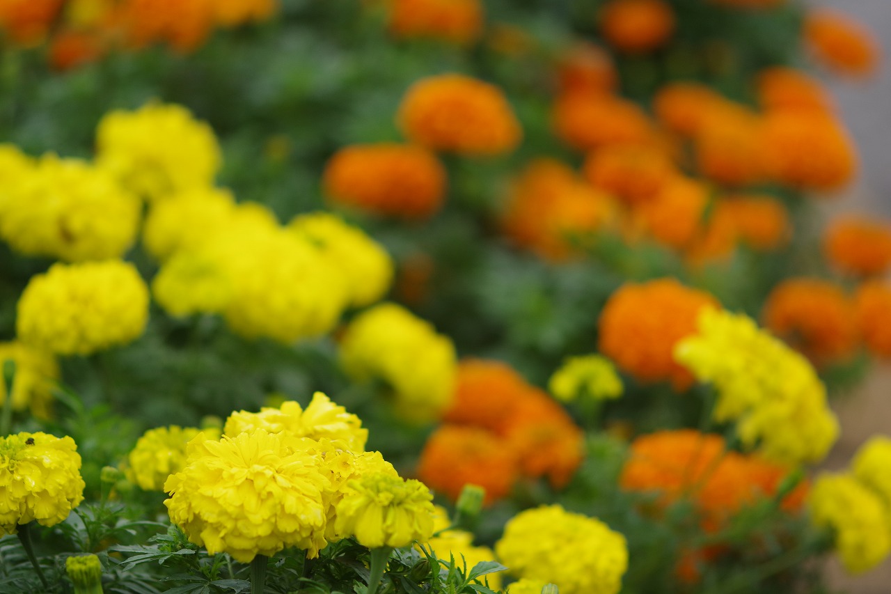群馬県前橋市の群馬フラワーパーク