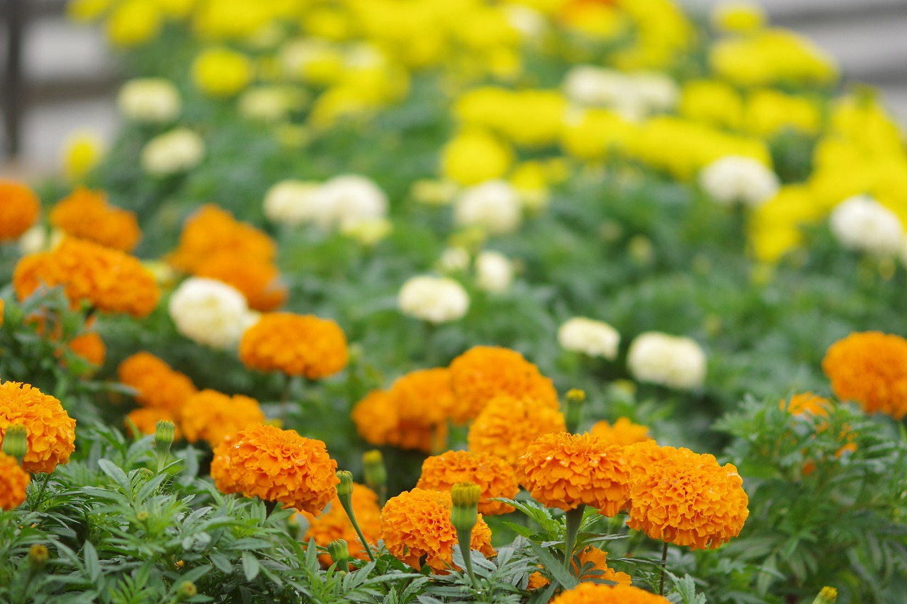 群馬県前橋市の群馬フラワーパーク