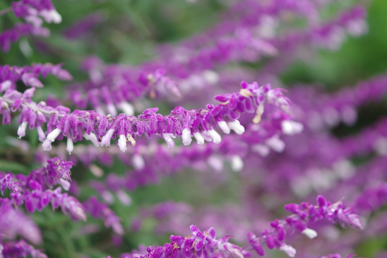 群馬県前橋市の群馬フラワーパーク
