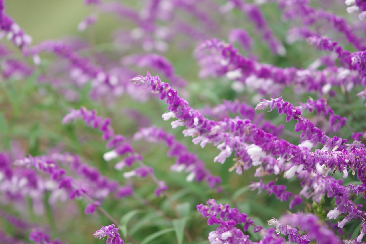 群馬県前橋市の群馬フラワーパーク