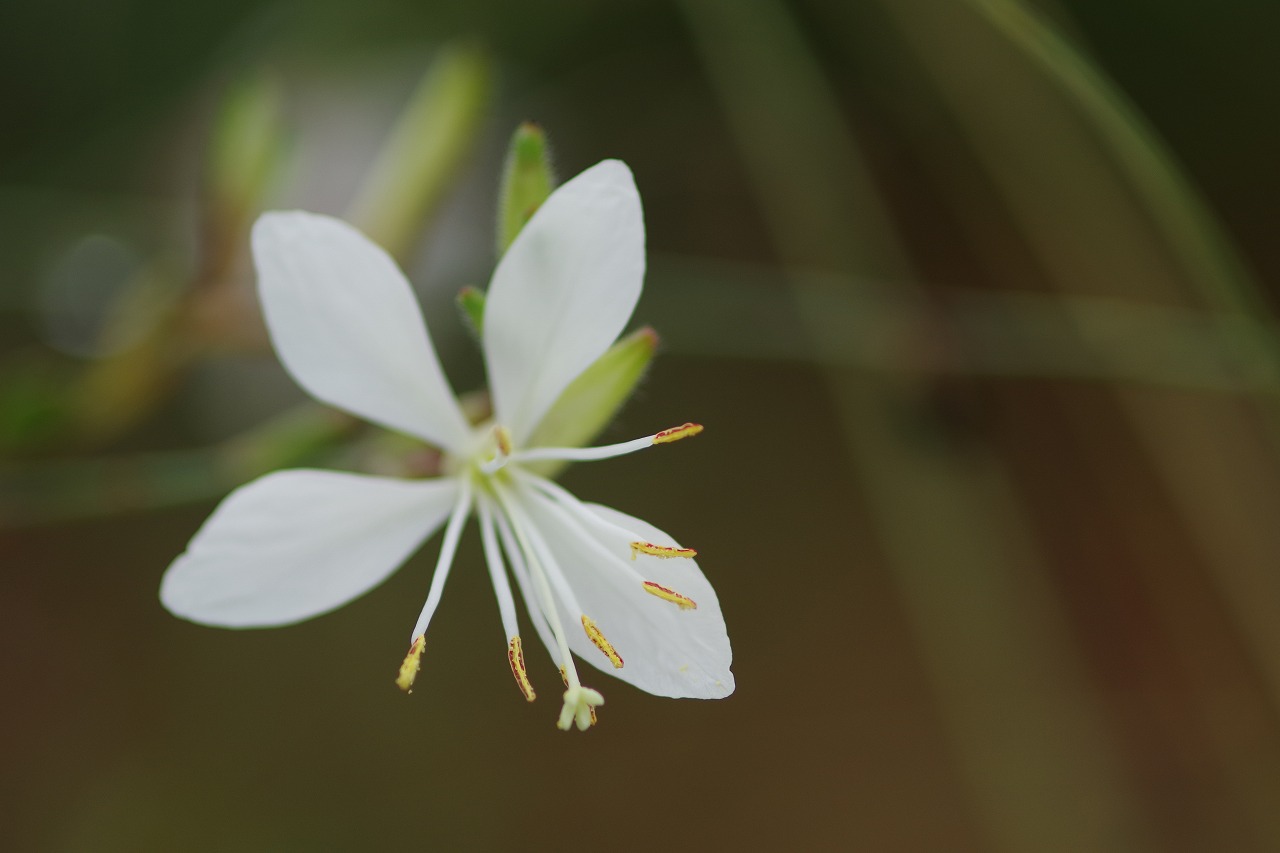 群馬県前橋市の群馬フラワーパーク