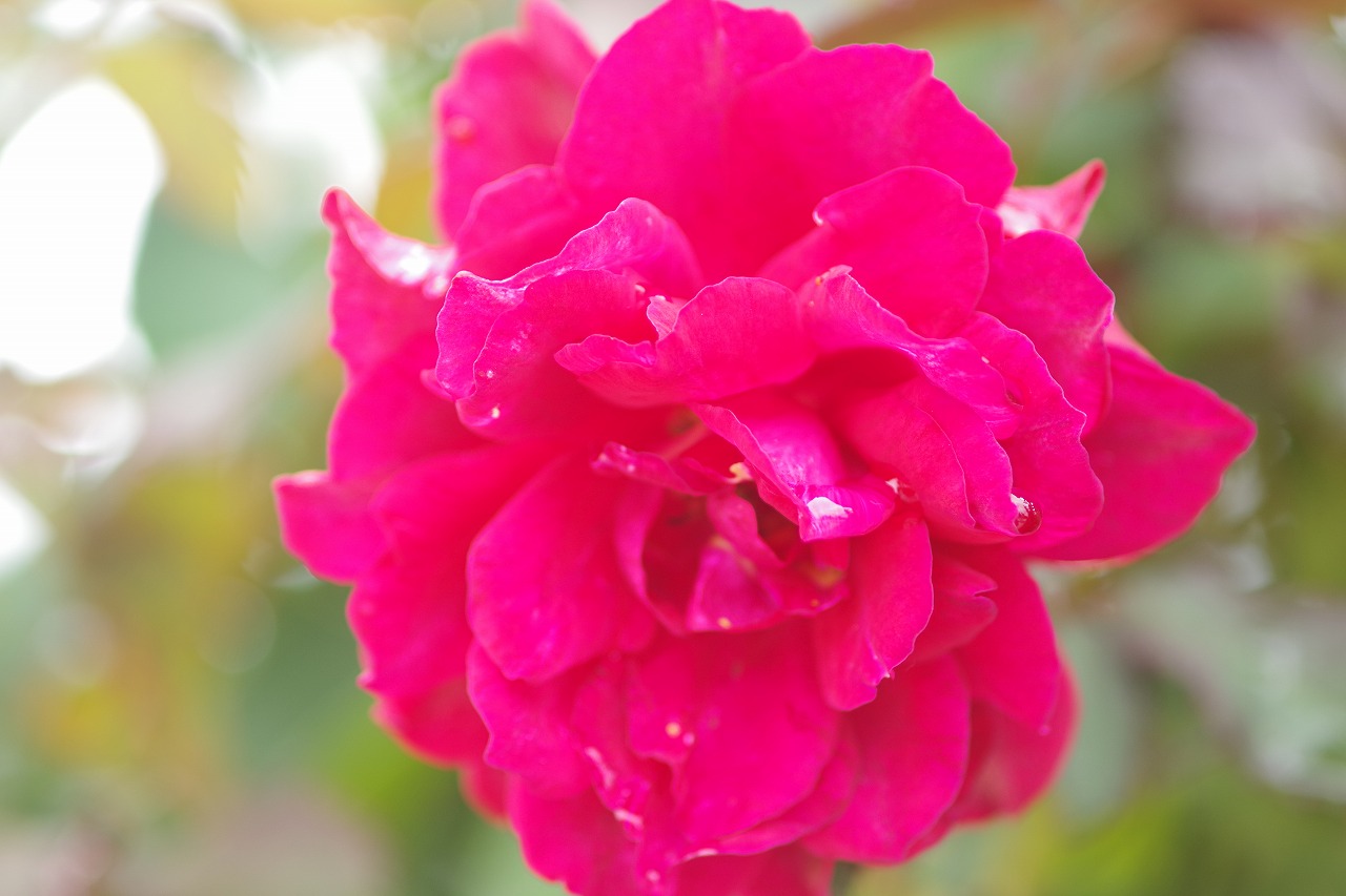 群馬県前橋市の群馬フラワーパーク