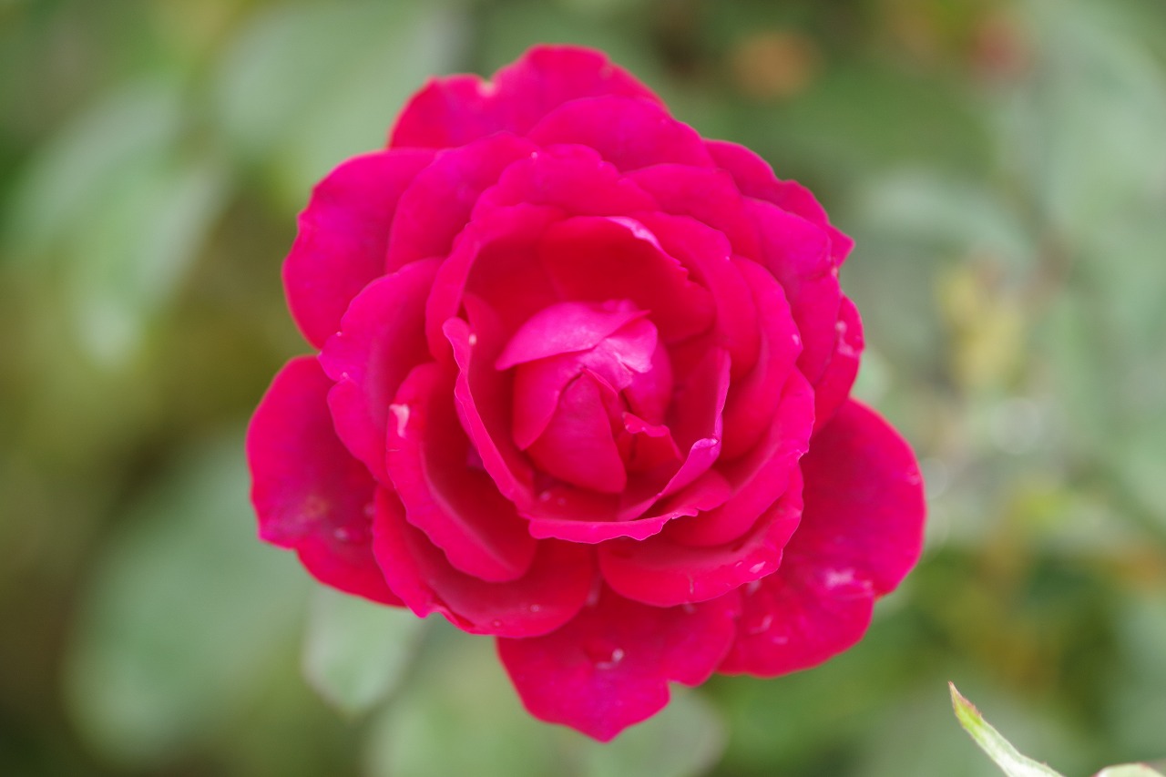 群馬県前橋市の群馬フラワーパーク