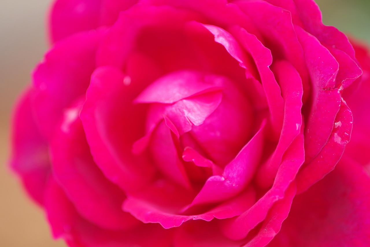 群馬県前橋市の群馬フラワーパーク