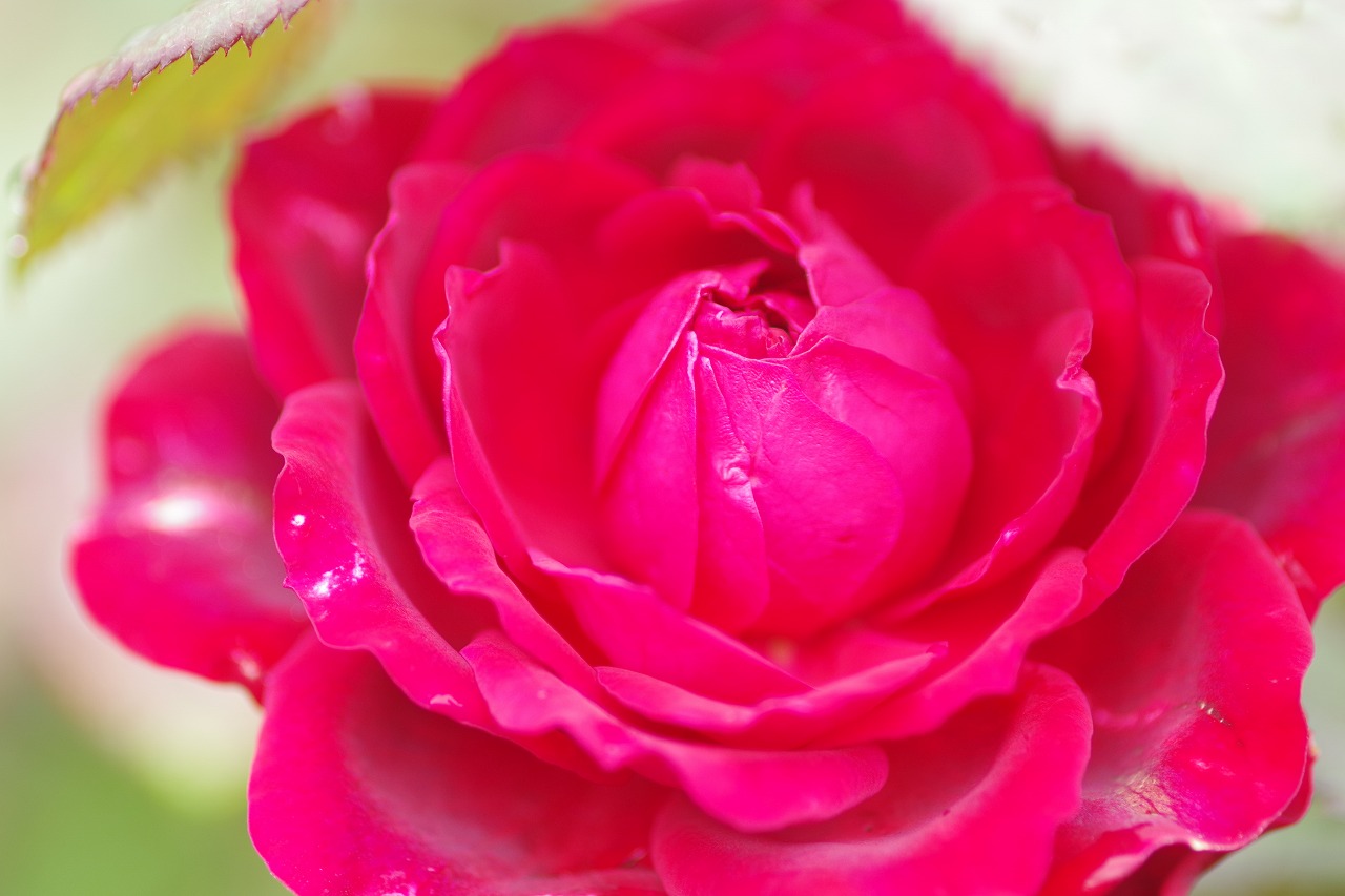 群馬県前橋市の群馬フラワーパーク