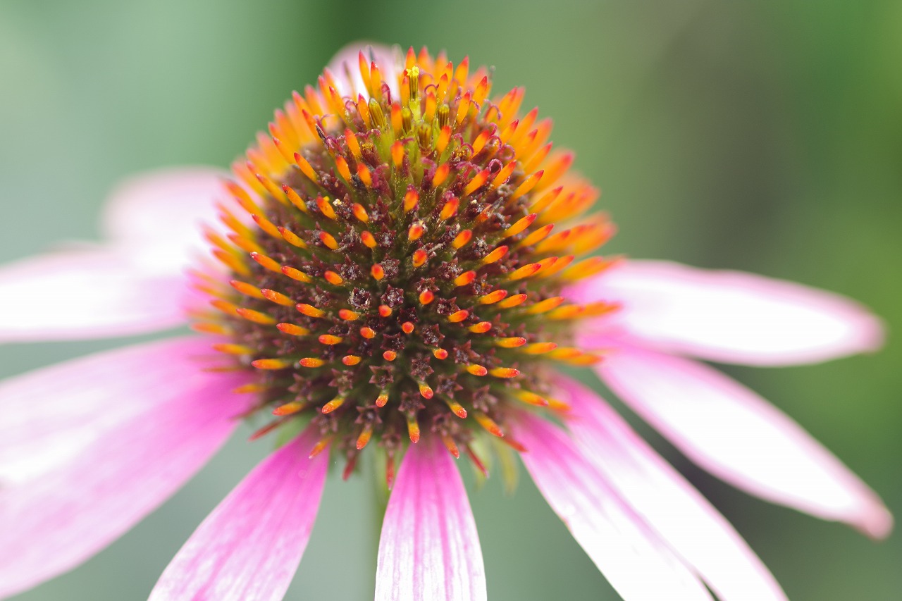 群馬県前橋市の群馬フラワーパーク
