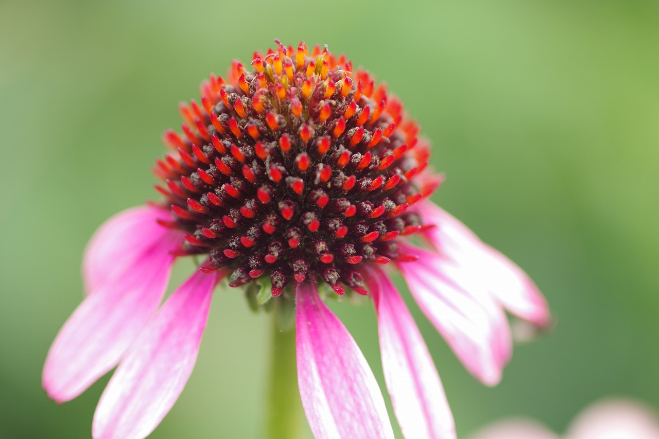 群馬県前橋市の群馬フラワーパーク