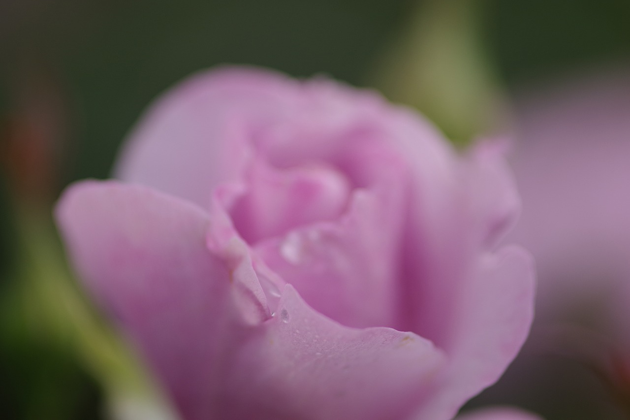 群馬県前橋市の群馬フラワーパーク