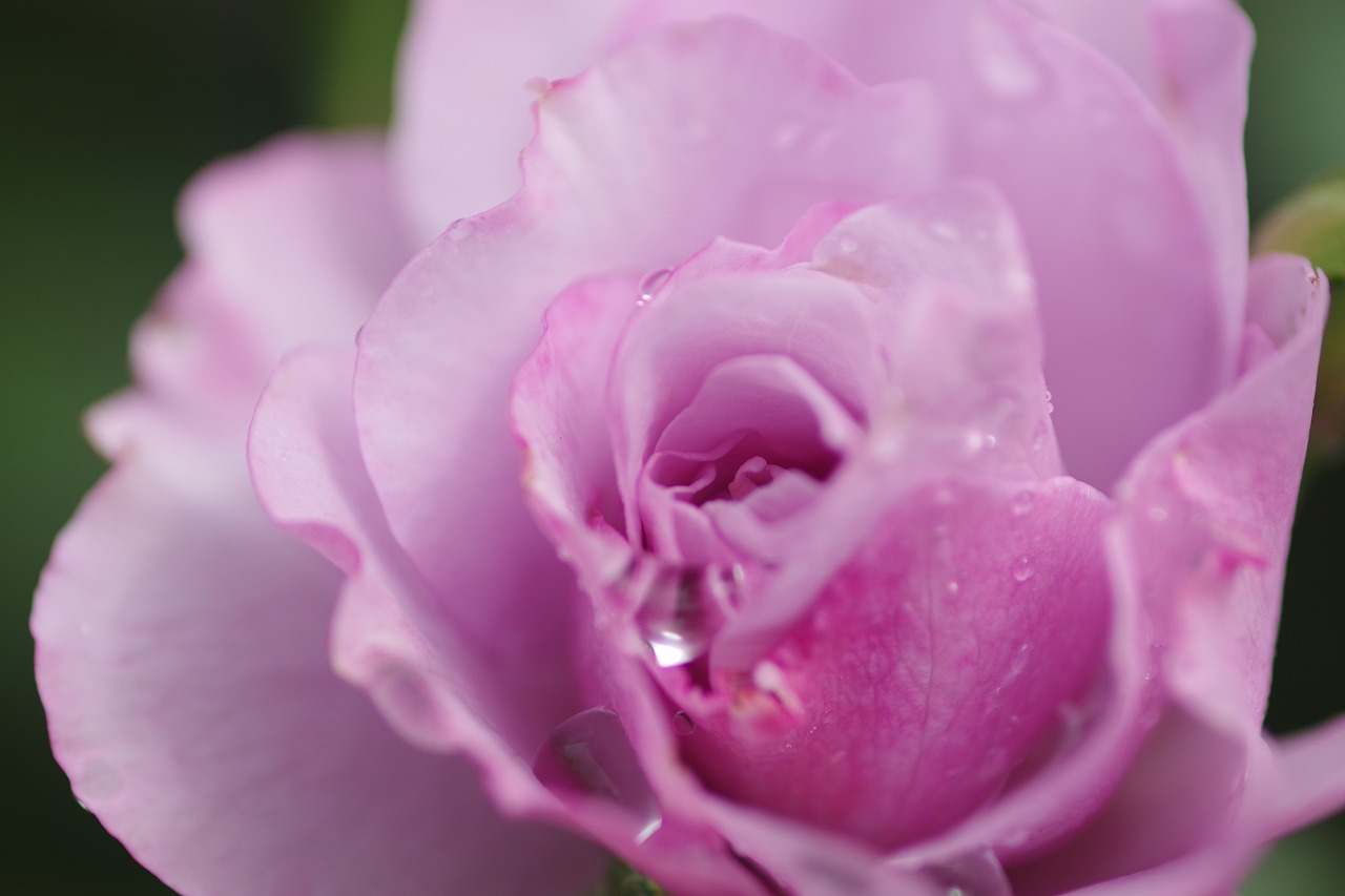 群馬県前橋市の群馬フラワーパーク