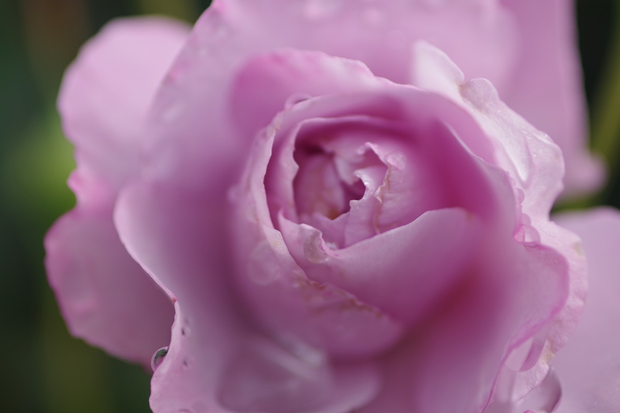 群馬県前橋市の群馬フラワーパーク