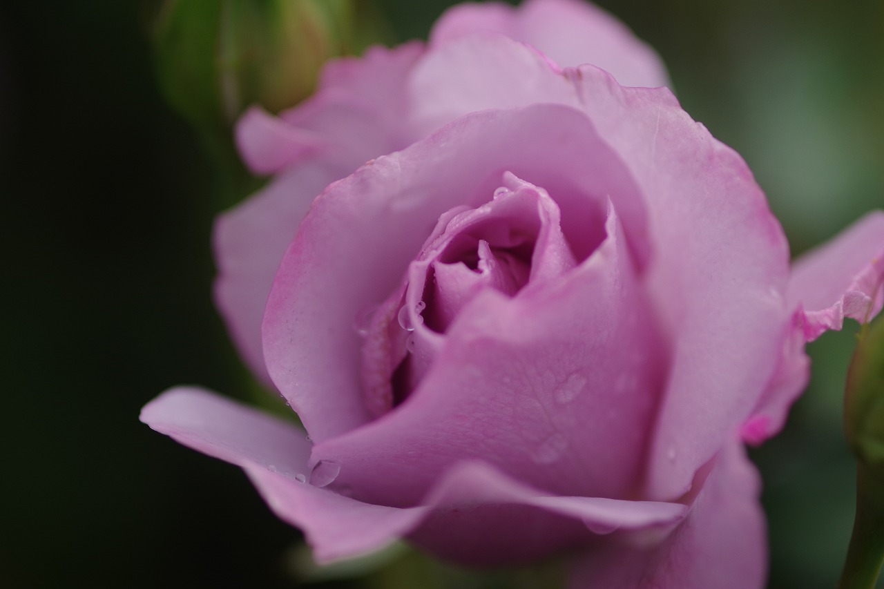 群馬県前橋市の群馬フラワーパーク