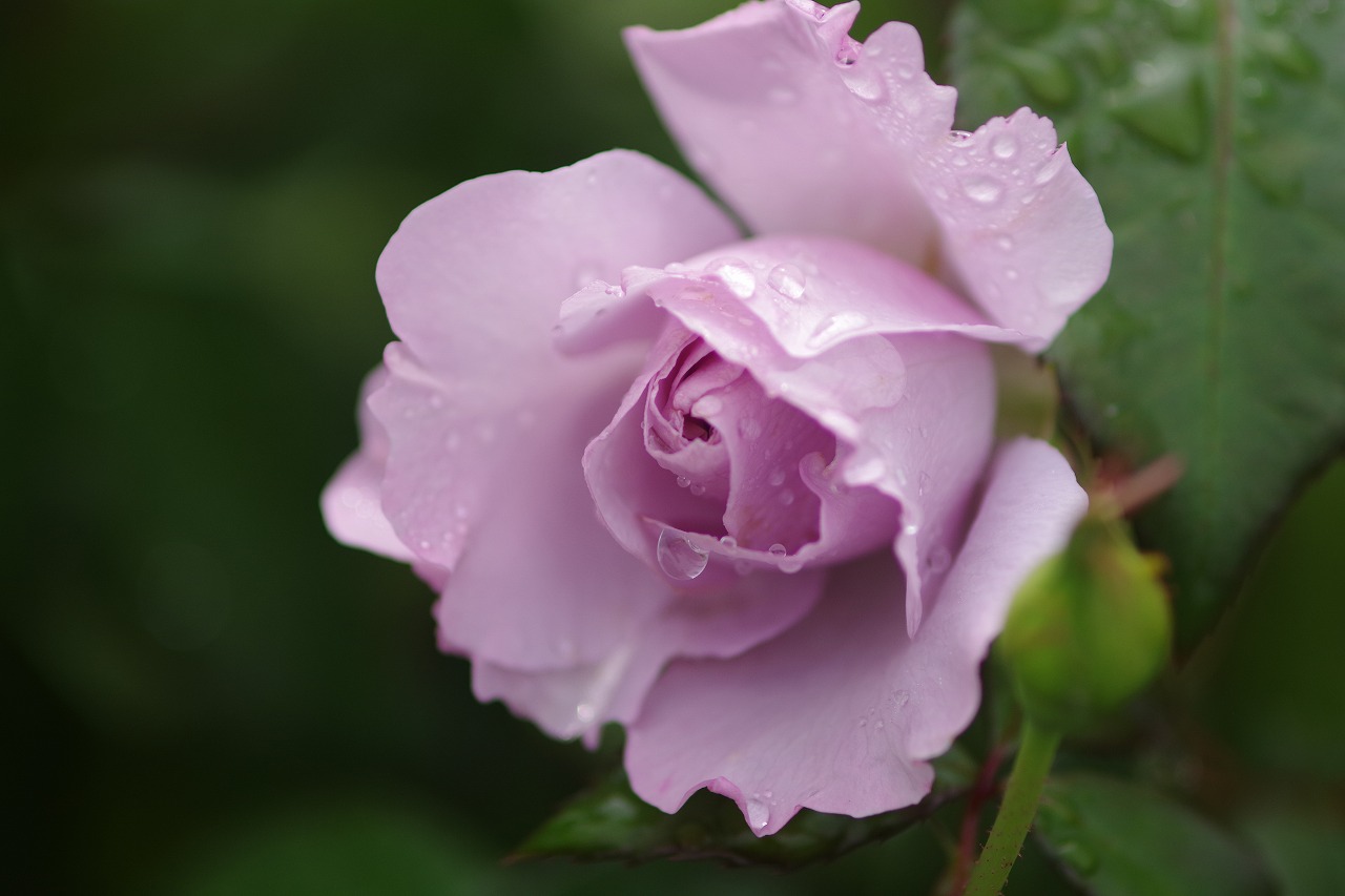 群馬県前橋市の群馬フラワーパーク