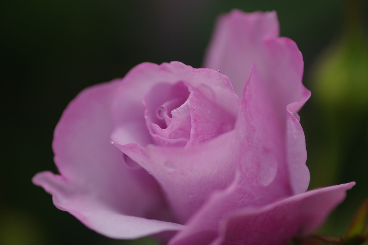 群馬県前橋市の群馬フラワーパーク
