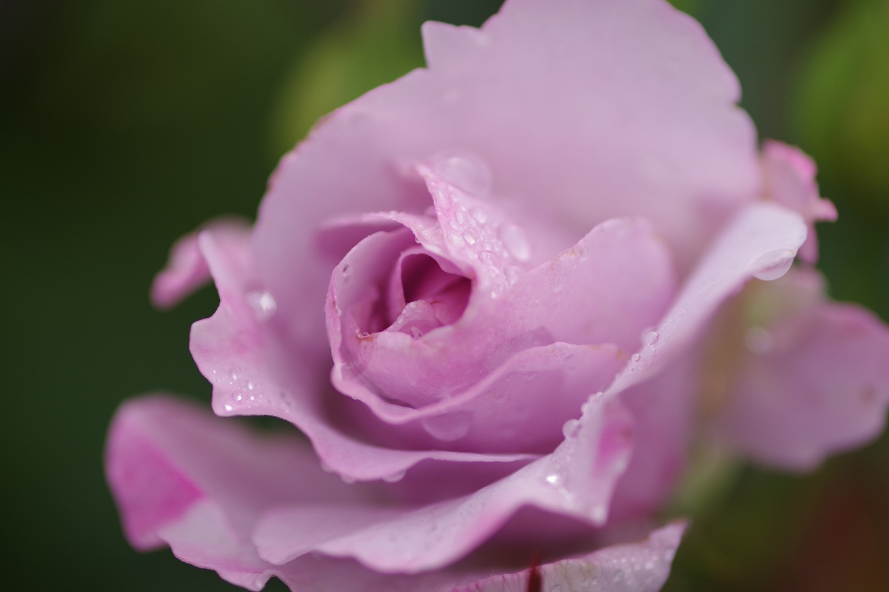 群馬県前橋市の群馬フラワーパーク