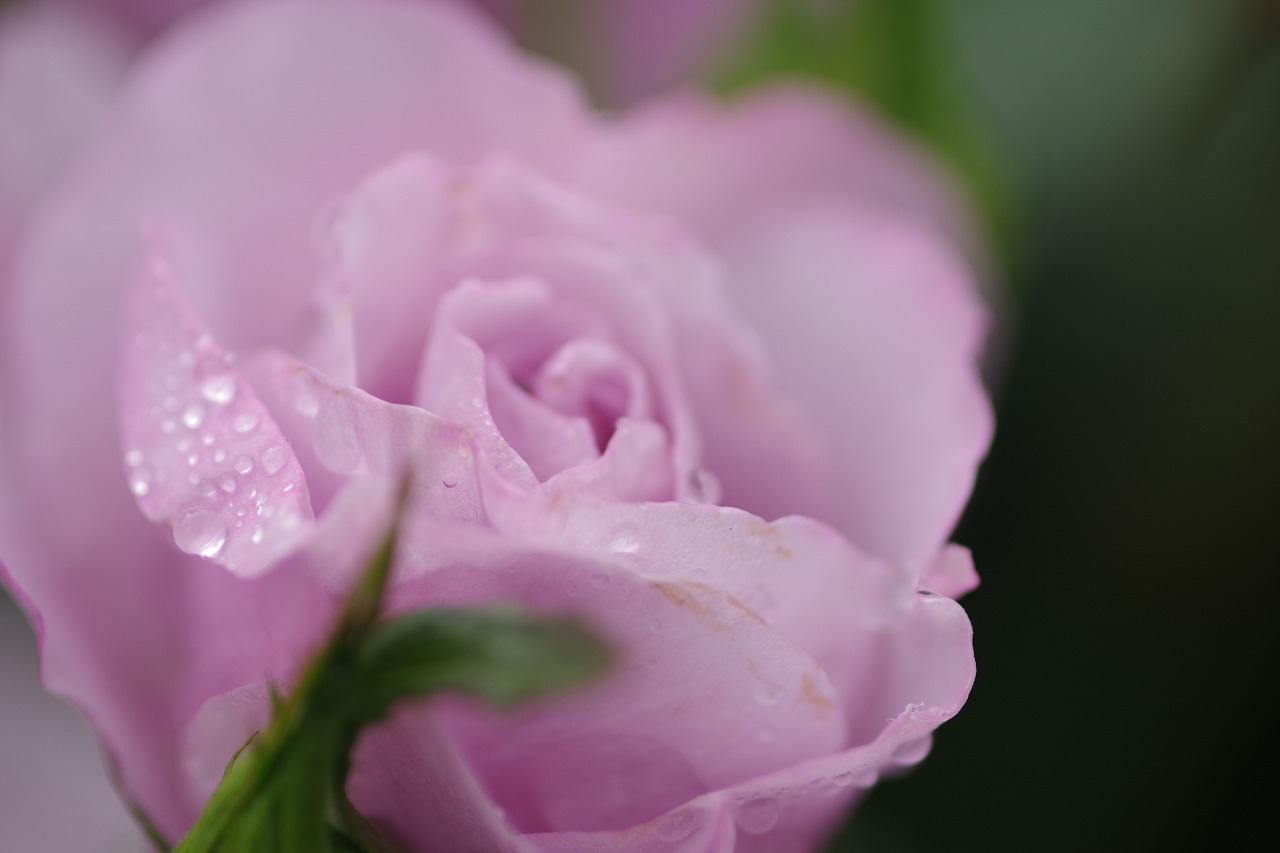 群馬県前橋市の群馬フラワーパーク