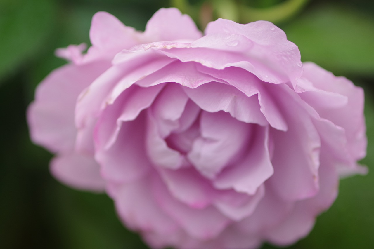 群馬県前橋市の群馬フラワーパーク