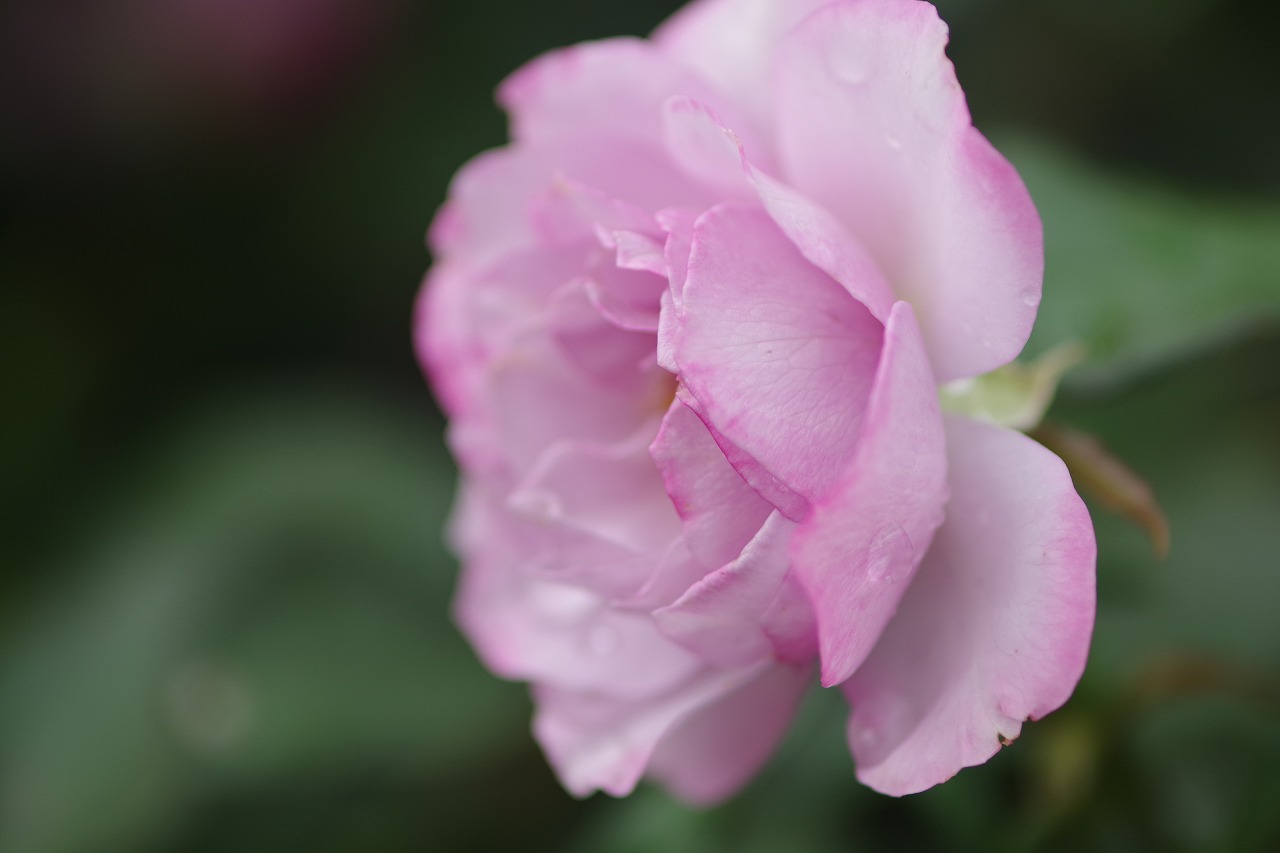 群馬県前橋市の群馬フラワーパーク