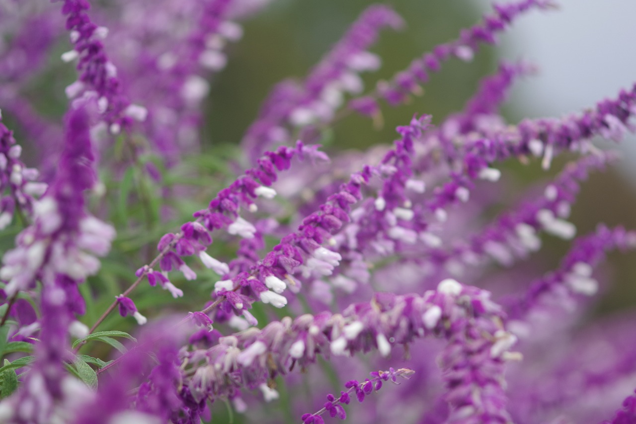 群馬県前橋市の群馬フラワーパーク