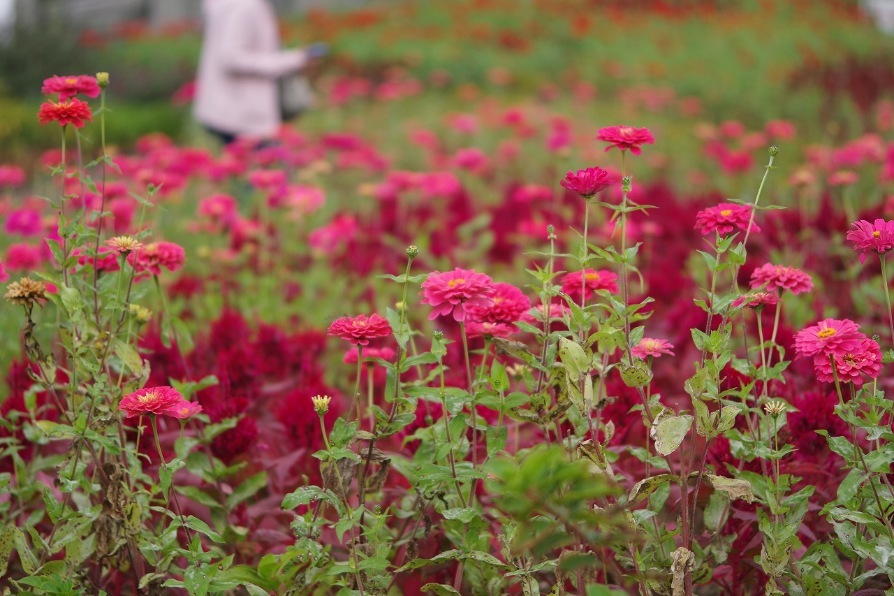 群馬県前橋市の群馬フラワーパーク