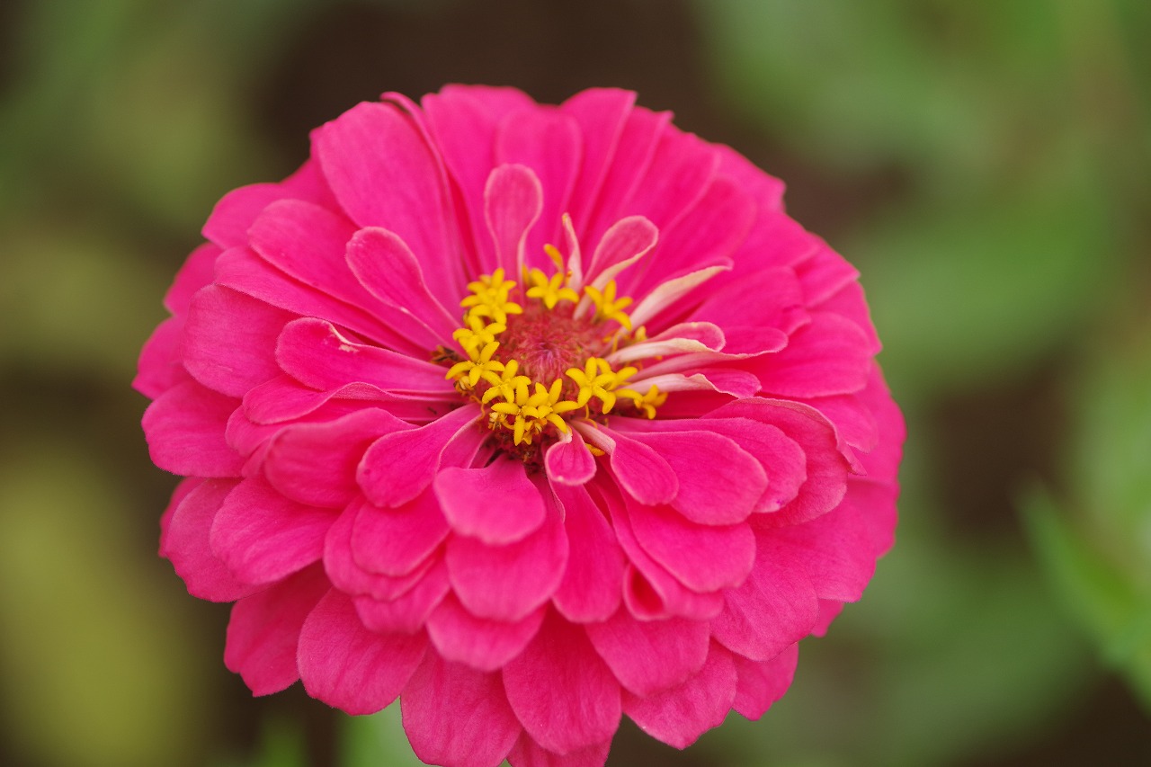 群馬県前橋市の群馬フラワーパーク